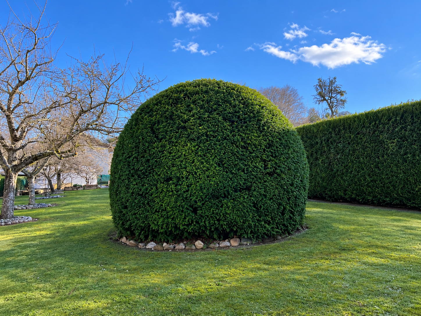 If taillé en boule dans un jardin entretenu