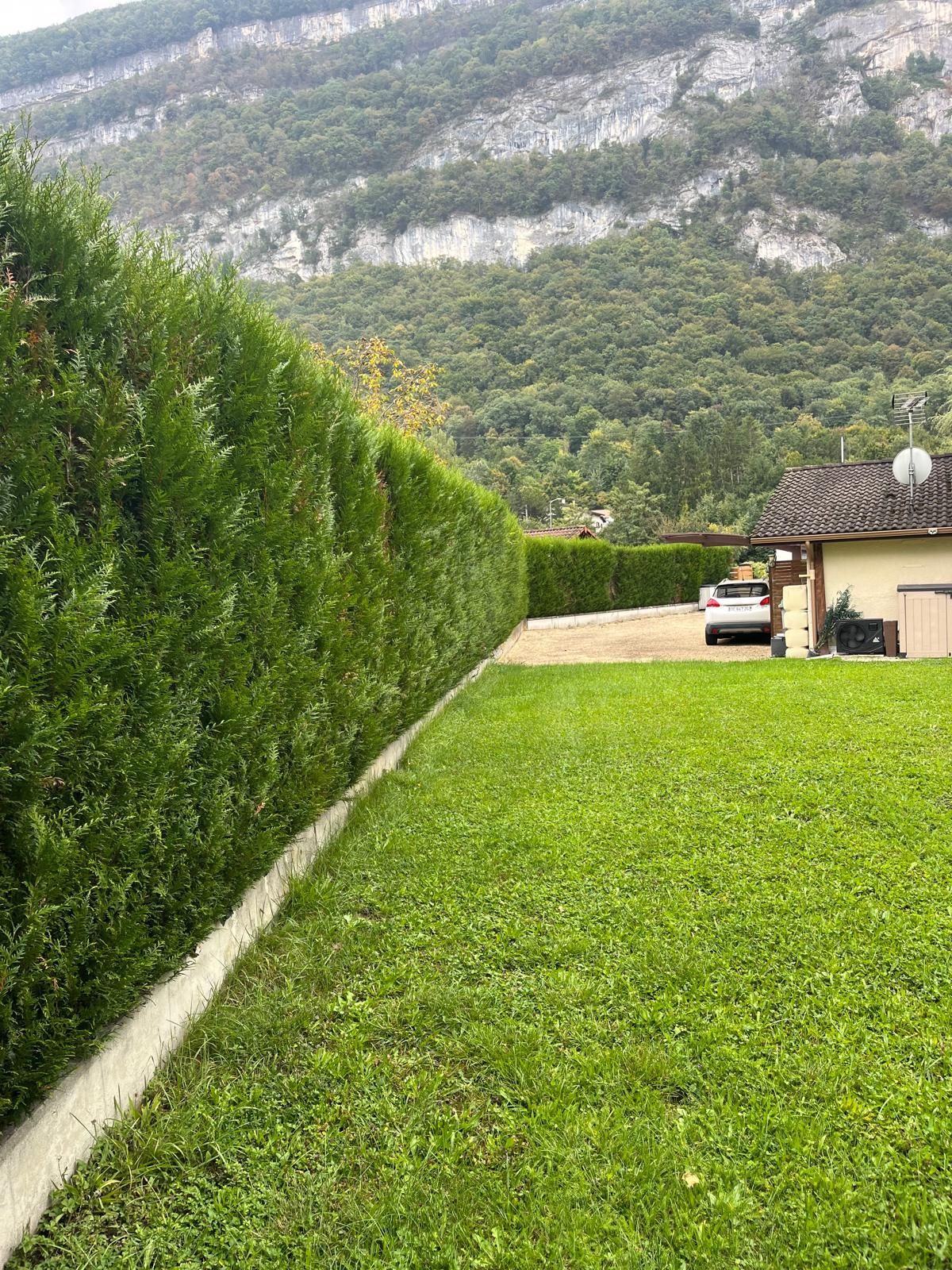 Grande haie de cyprès haute et irrégulière avant rabattage en Haute-Savoie